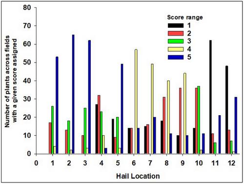 Evaluating the yield of surviving plants from early-season hail damage in corn: A field survey