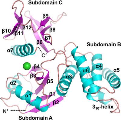 Structural analysis of the FERM domain of human protein tyrosine phosphatase non-receptor type 21