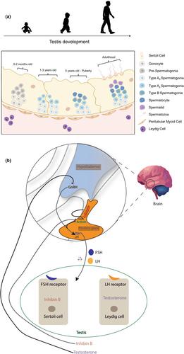 Alkylating agents-induced gonadotoxicity in prepubertal males: Insights on the clinical and preclinical front