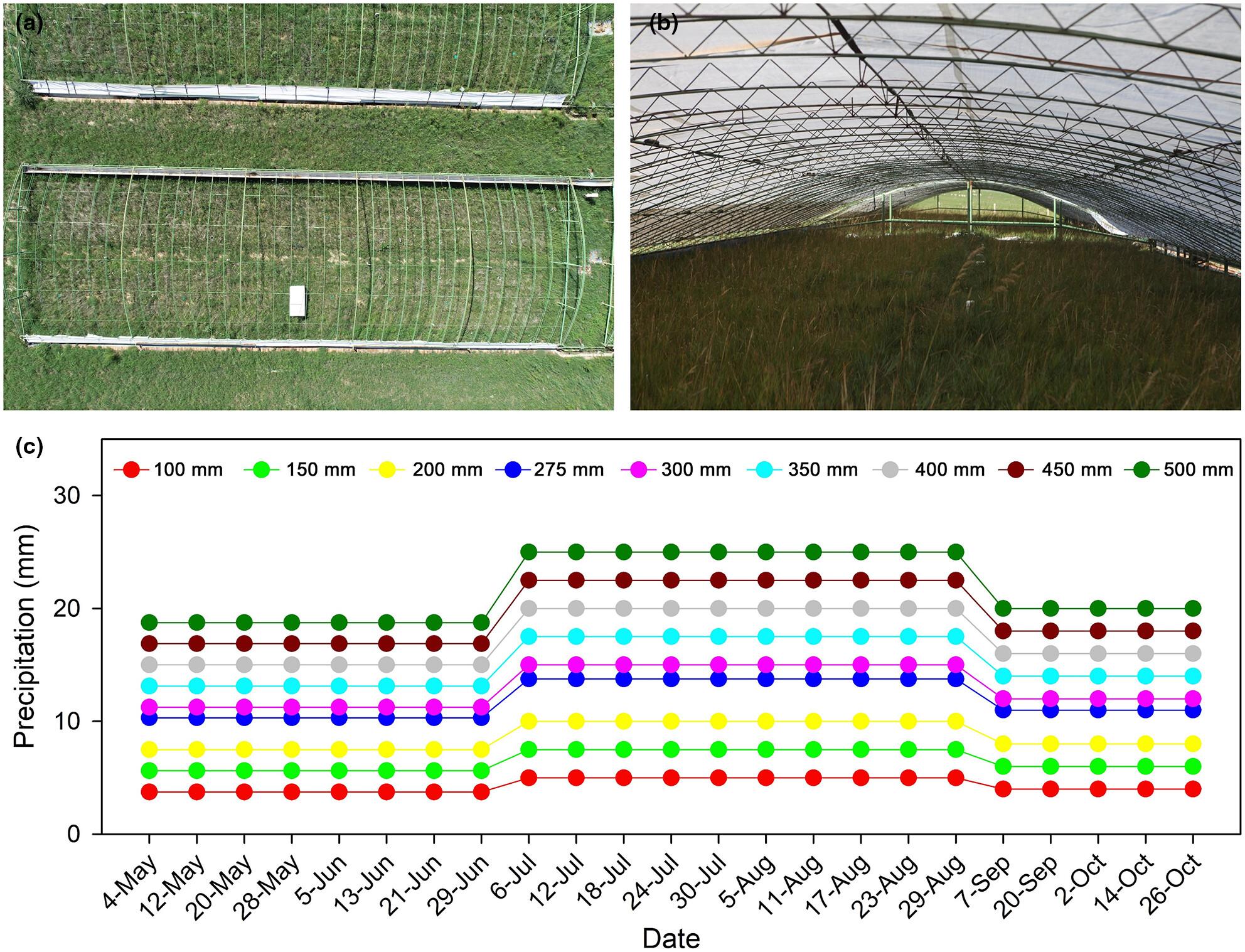 Changes in productivity partitioning induced by precipitation extremes increase inaccuracy of grassland carbon estimation