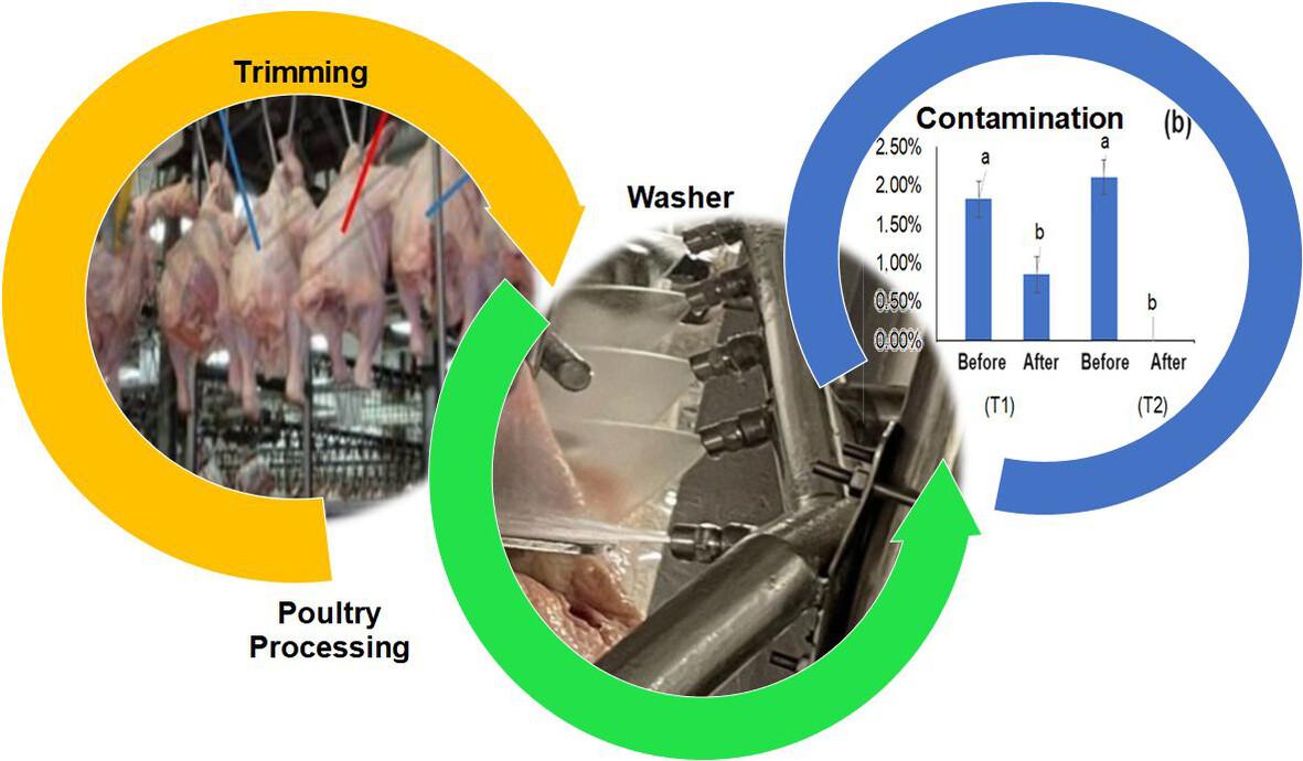 Enhancing microbial control in poultry processing: A comprehensive study on carcass washing systems