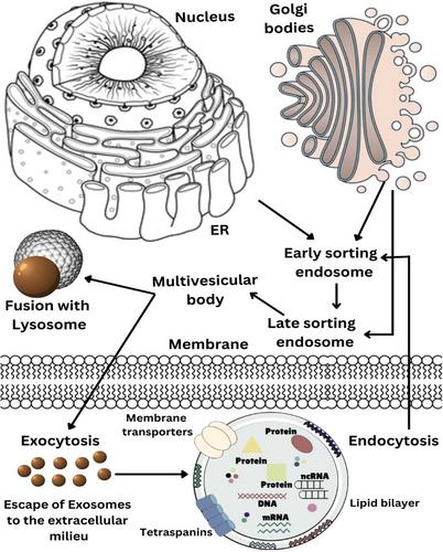 Modified plant-derived exosomes: Precision medicine in cancer treatment