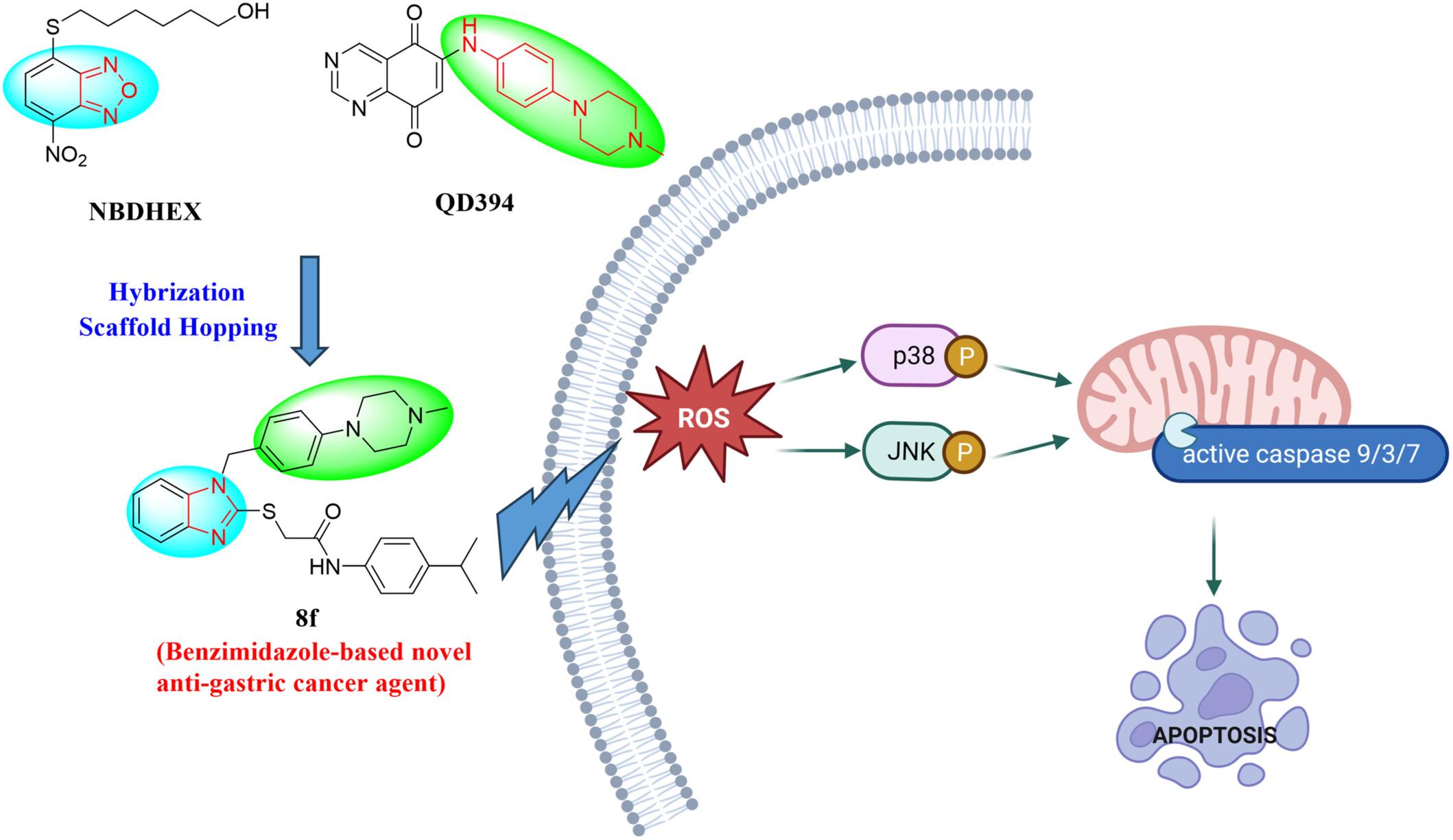 Benzimidazole-based structure optimization to discover novel anti-gastric cancer agents targeting ROS/MAPK pathway