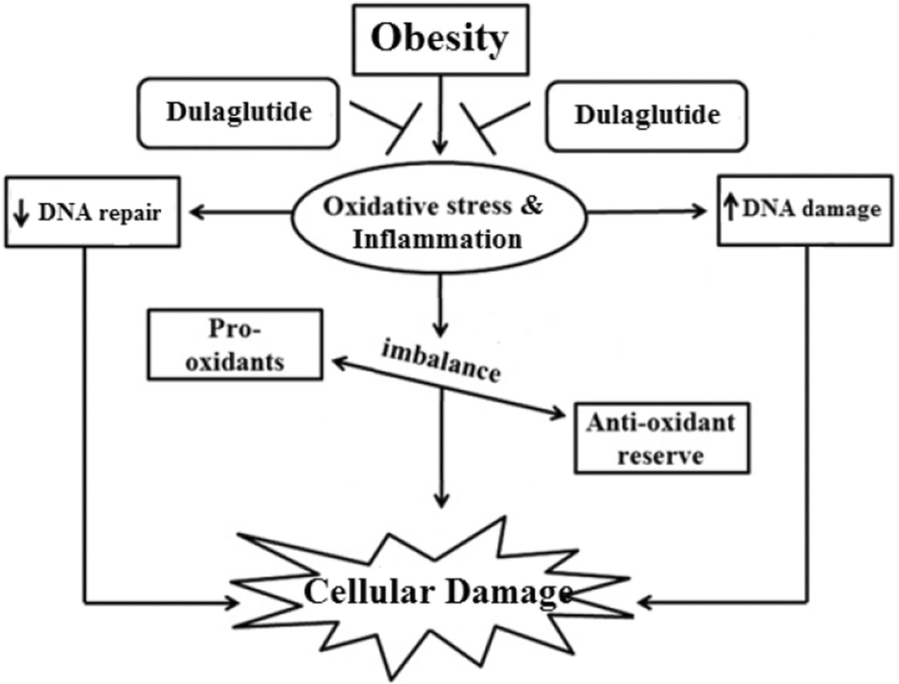 Dulaglutide reduces oxidative DNA damage and hypermethylation in the somatic cells of mice fed a high-energy diet by restoring redox balance, inflammatory responses, and DNA repair gene expressions