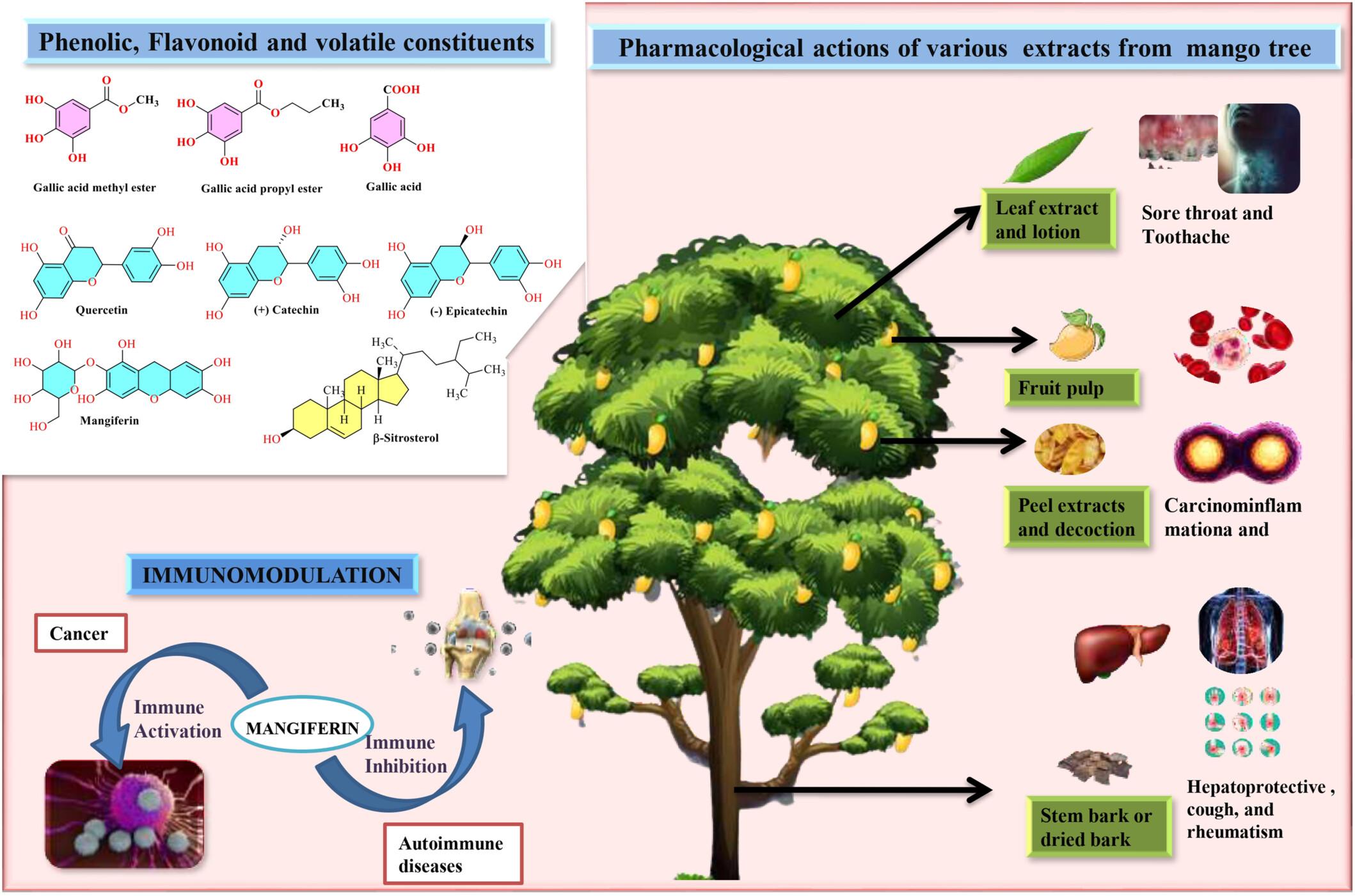 Mangiferin: A natural bioactive immunomodulating glucosylxanthone with potential against cancer and rheumatoid arthritis