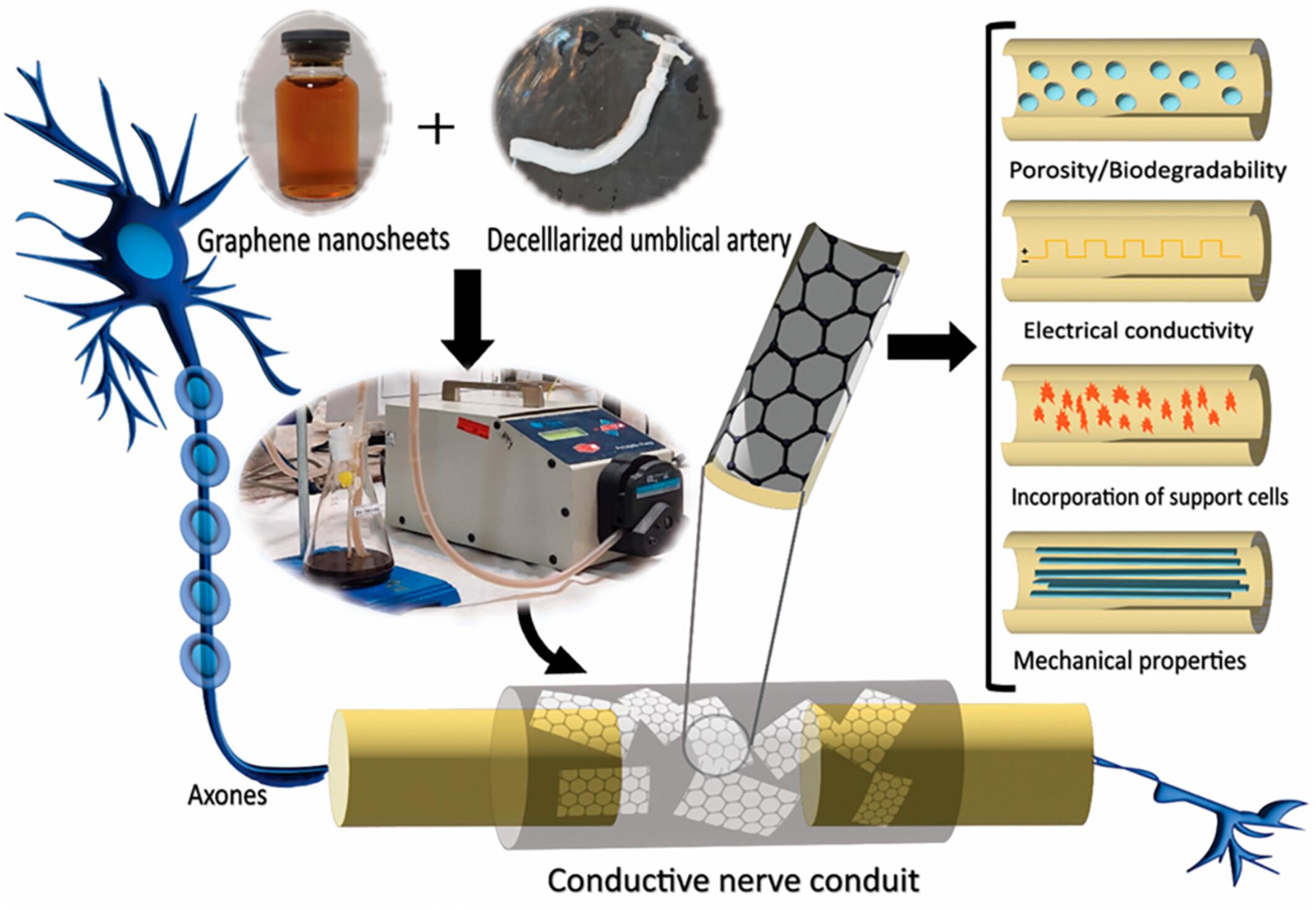 Enhancing electrical conductivity and mechanical properties of decellularized umbilical cord arteries using graphene coatings