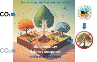 Field study on the integration of a hydrogen-producing microbiome in restoring Phellinus noxius-affected rhizosphere