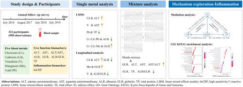 Inflammation as a pathway for heavy metal-induced liver damage—Insights from a repeated-measures study in residents exposed to metals and bioinformatics analysis