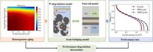 A scale-bridging model for proton exchange membrane fuel cells: Understanding interactions among multi-physics transports, electrochemical reactions and heterogeneous aging