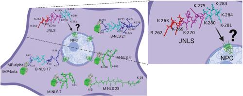 Multiple types of nuclear localization signals in Entamoeba histolytica