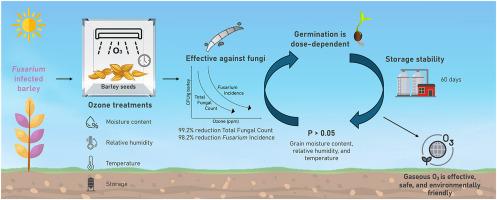 Fungicidal effect of gaseous ozone in malting barley: Implications for Fusarium infections and grain germination