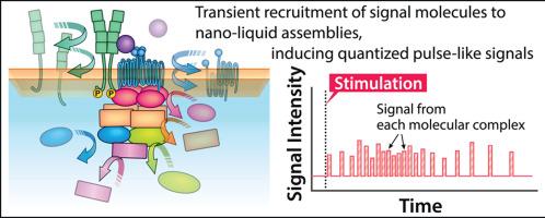 Transient, nano-scale, liquid-like molecular assemblies coming of age