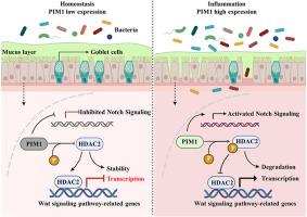 PIM1–HDAC2 axis modulates intestinal homeostasis through epigenetic modification