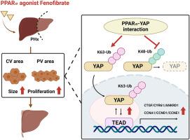 Fenofibrate-promoted hepatomegaly and liver regeneration are PPARα-dependent and partially related to the YAP pathway