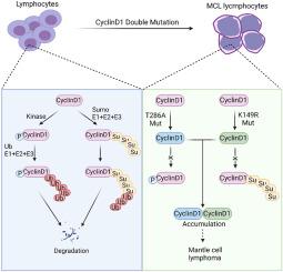 Disruption of cyclin D1 degradation leads to the development of mantle cell lymphoma