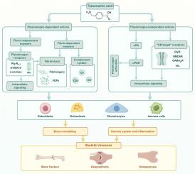 The emerging role of tranexamic acid and its principal target, plasminogen, in skeletal health