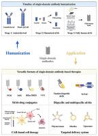 Single-domain antibodies as therapeutics for solid tumor treatment