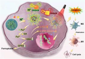 Sequential dual-locking strategy using photoactivated Pt(IV)-based metallo-nano prodrug for enhanced chemotherapy and photodynamic efficacy by triggering ferroptosis and macrophage polarization