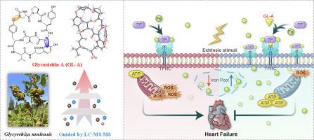 Glycnsisitin A: A promising bicyclic peptide against heart failure that facilitates TFRC-mediated uptake of iron in cardiomyocytes