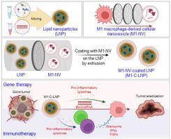 M1-polarized macrophage-derived cellular nanovesicle-coated lipid nanoparticles for enhanced cancer treatment through hybridization of gene therapy and cancer immunotherapy