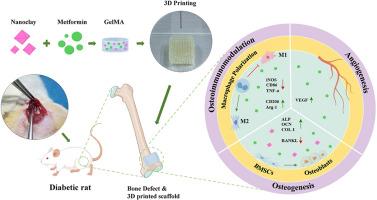 Localized delivery of metformin via 3D printed GelMA-Nanoclay hydrogel scaffold for enhanced treatment of diabetic bone defects