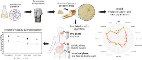 Survival of encapsulated Lactiplantibacillus plantarum probiotics on soft bread throughout gastrointestinal tract transit: Physicochemical characteristics, sensory profile, and functional activity