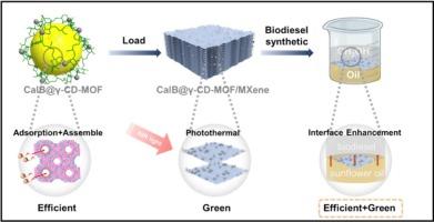 Base on photothermal interfacial molecular transfer for efficient biodiesel catalysis via enzyme@cyclodextrin metal-organic frameworks loaded MXene