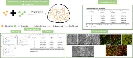 Interaction between rice protein and soybean 11S globulin: Effect on the characteristics of rice dough