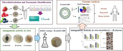 Probiotic Bacillus subtilis SB8 and edible coatings for sustainable fungal disease management in strawberry