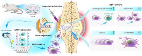 Functionally improved mesenchymal stem cells via nanosecond pulsed electric fields for better treatment of osteoarthritis