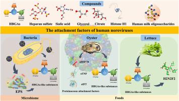 The attachment factors and attachment receptors of human noroviruses