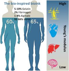 Unlocking the potential of bio-inspired bioinks: A collective breakthrough in mammalian tissue bioprinting