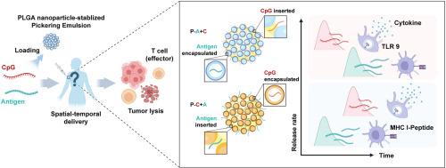 Dictating the spatial-temporal delivery of molecular adjuvant and antigen for the enhanced vaccination