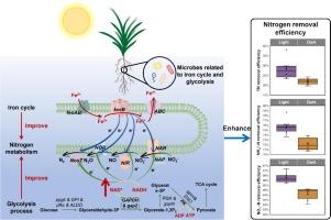 Synergistic mechanisms of denitrification in FeS2-based constructed wetlands: Effects of organic carbon availability under day-night alterations