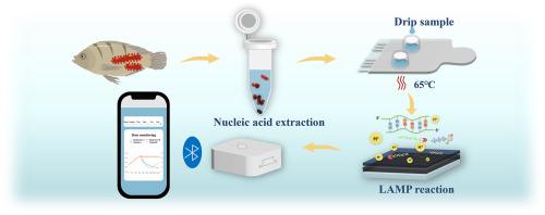 A pH ultra-sensitive hydrated iridium oxyhydroxide films electrochemical sensor for label-free detection of Vibrio parahaemolyticus