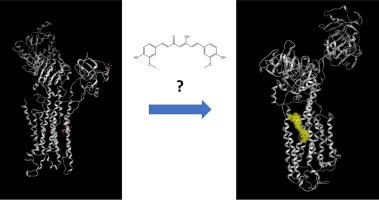 The molecular determinants of calcium ATPase inhibition by curcuminoids