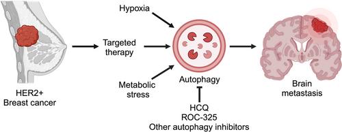 Targeting autophagy: A promising approach for the treatment of breast cancer brain metastases