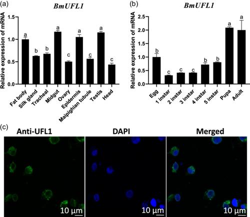 Bombyx mori UFL1 facilitates BmNPV proliferation by regulating host cell apoptosis through PERK