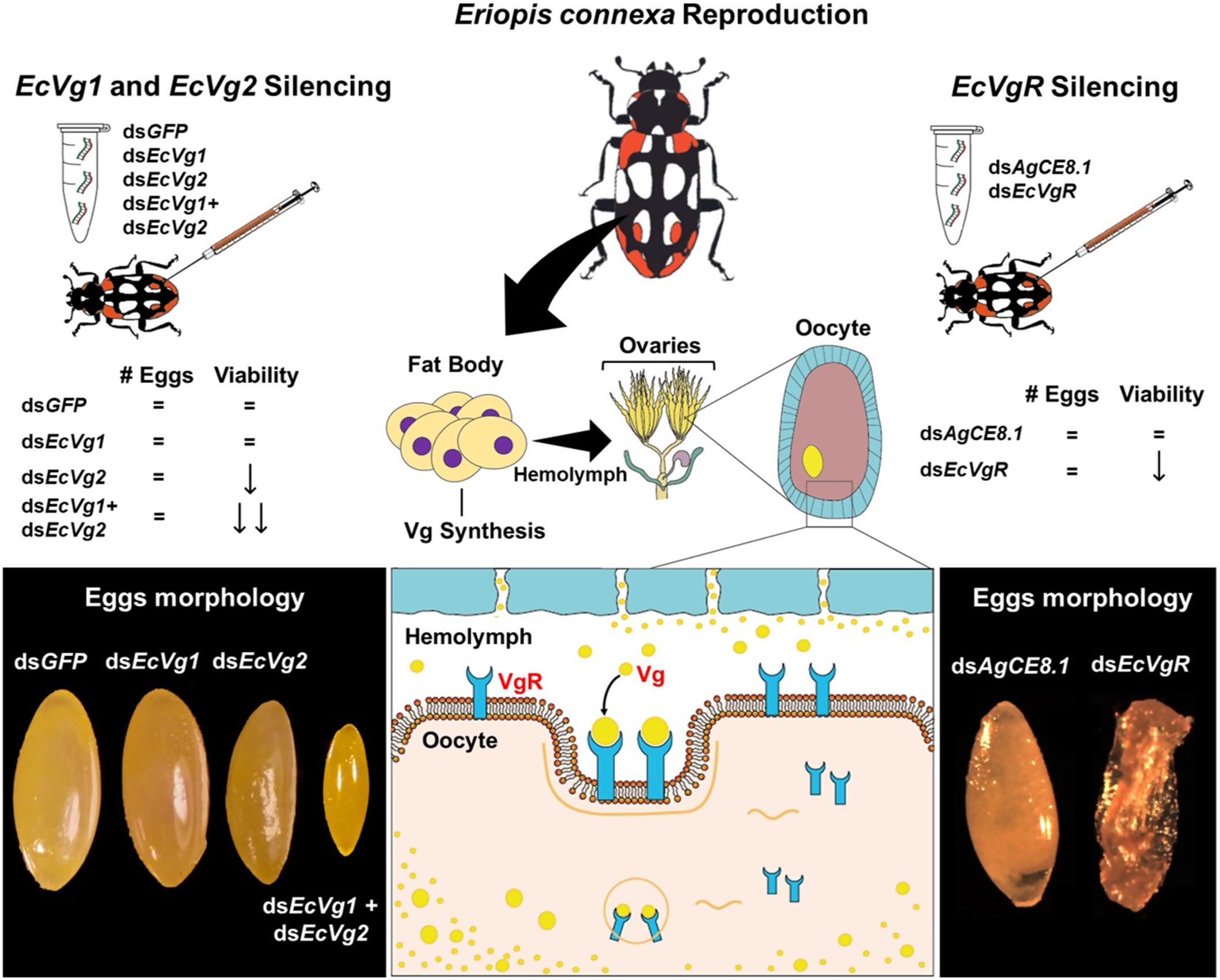 Insights from different reproductive gene knockdowns via RNA interference in the lady beetle Eriopis connexa: Establishing a new model for molecular studies on natural enemies