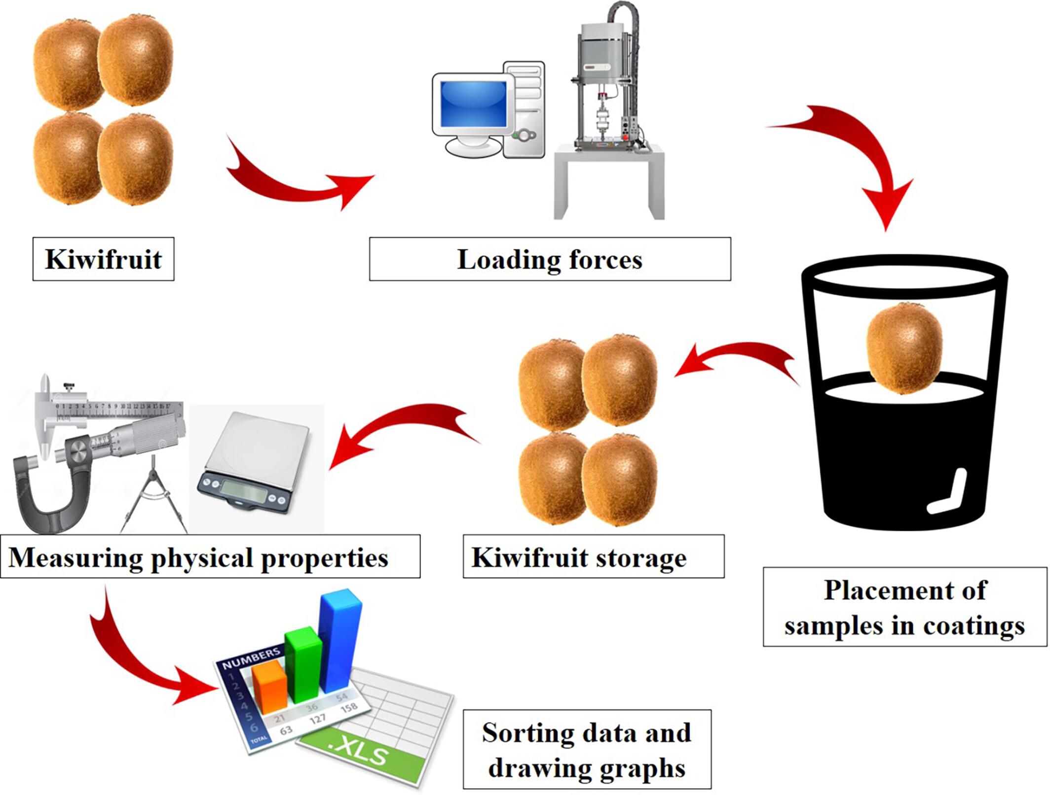 Assessing kiwifruit quality in storage through machine learning