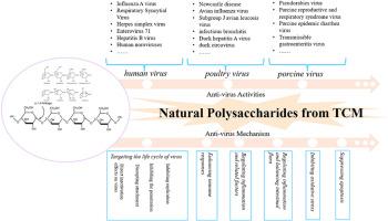 Anti-virus activity and mechanisms of natural polysaccharides from medicinal herbs