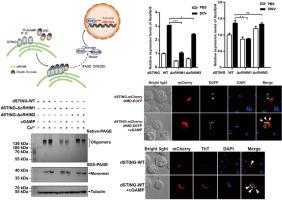 A cryptic homotypic interaction motif of insect STING is required for its antiviral signaling