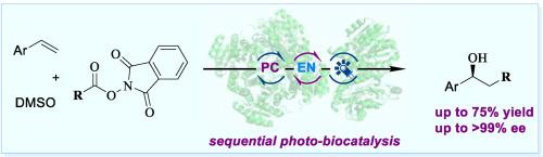 Asymmetric carbohydroxylation of alkenes via sequential photocatalytic oxo-alkylation and enzymatic reduction