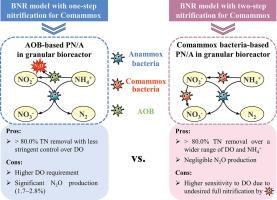 Role of comammox bacteria in granular bioreactor for nitrogen removal via partial nitritation/anammox