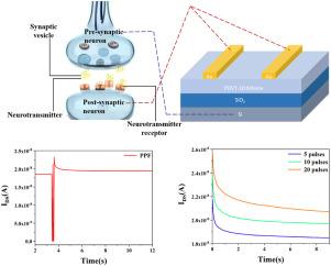 Simulation of neural functions based on organic semiconductor/MXene synaptic transistors