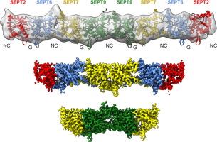 Structural Insights into Ciona intestinalis Septins: Complexes Suggest a Mechanism for Nucleotide-dependent Interfacial Cross-talk