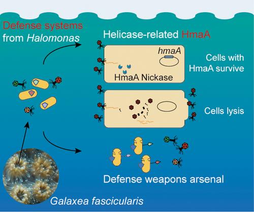 A nuclease domain fused to the Snf2 helicase confers antiphage defence in coral-associated Halomonas meridiana