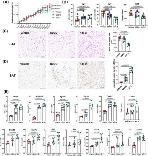 Identification of an alternative ligand-binding pocket in peroxisome proliferator-activated receptor gamma and its correlated selective agonist for promoting beige adipocyte differentiation