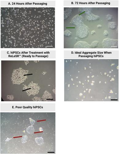 Protocol for the Growth and Maturation of hiPSC-Derived Kidney Organoids using Mechanically Defined Hydrogels