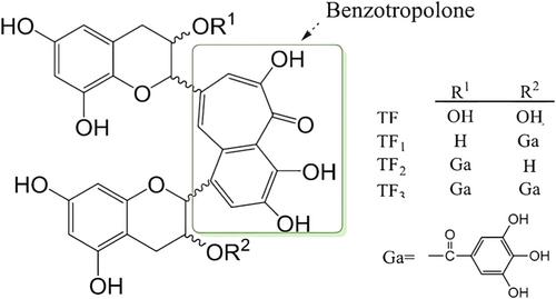 Exploring the antioxidant realm of green tea: From extraction to fortification